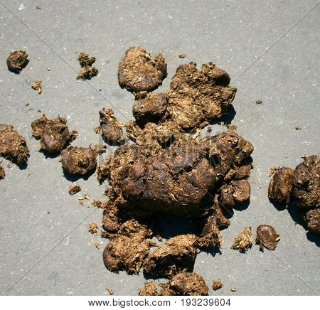 Horse manure on gray asphalt. Horse excrement. Dung