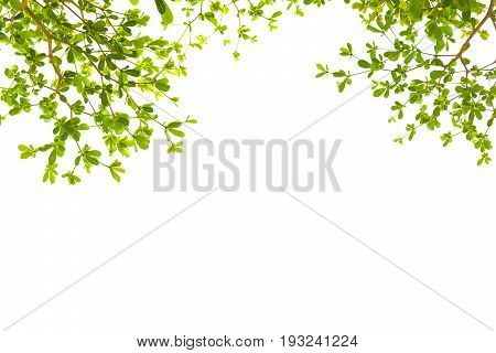 Green leaves isolated with copyspace. abstract green nature background. Terminalia Ivorensis Chev.