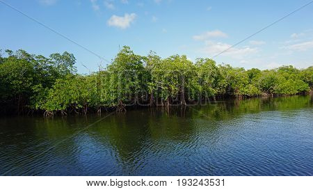 Mangroves At Punta Rusia