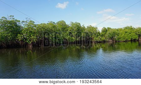 Mangroves At Punta Rusia
