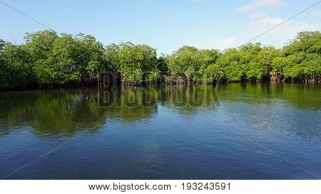 Mangroves At Punta Rusia