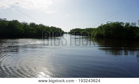 Mangroves At Punta Rusia