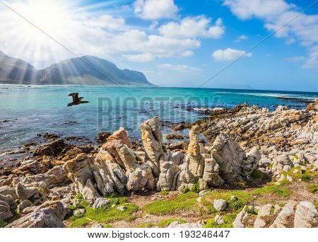   The bright sun illuminates kormorant over coastal stones. Cormorant flies over the water. Boulders Penguin Colony National Park of the Atlantic, South Africa. The concept of  ecotourism