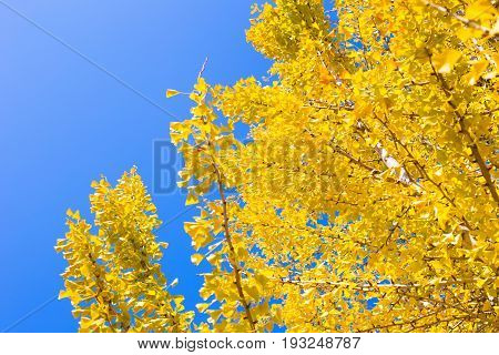 Yellow Ginko Tree With Blue Sky In Japan.