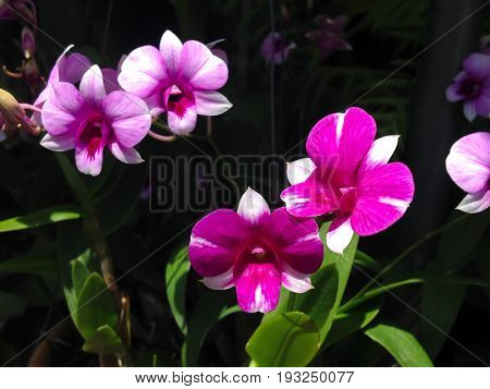 Closeup of Orchids blooming in tropical garden Orchids is considered the queen of flowers