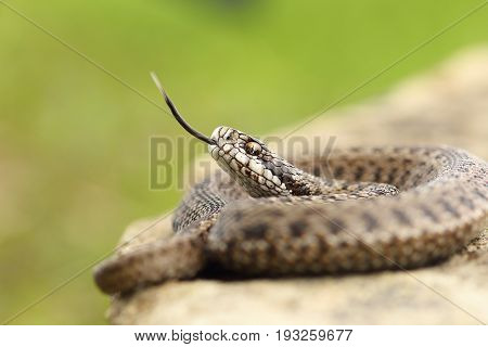 aggressive hungarian meadow viper tasting the air with its tongue ( Vipera ursinii rakosiensis from Transylvania listed as endangered by IUCN )