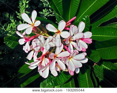Closeup of Plumeria flowers blooming on the plumeria tree in tropical garden Frangipani tropical flowers