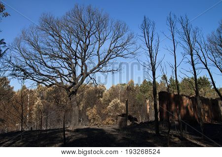 Cork Tree, Pine Trees And An Old Shed Burnt To The Ground - Pedrogao Grande