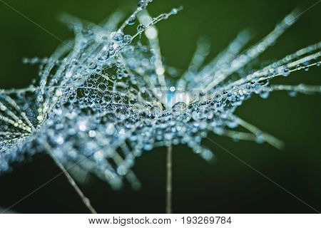 Beautiful Dew Drops On A Dandelion Seed Macro.