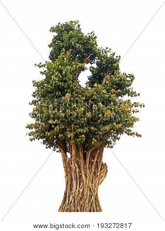 Sacred Fig or Bodhi Tree Isolated on White Background