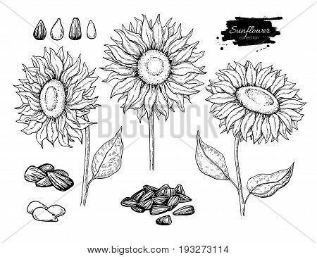 Sunflower seed and flower vector drawing set. Hand drawn isolated illustration. Food ingredient vintage sketch.  Great for oil packaging design, label, banner, poster