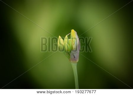 Image of the newly opening buds of a yellow allium moly flower atop a green stem against a blurred green background