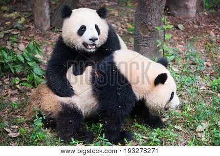 Two Young Giant Pandas Playing Together