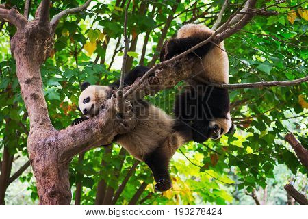 Young Giant Pandas Playing In A Tree