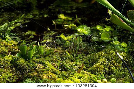 Bright green moss nature background for design