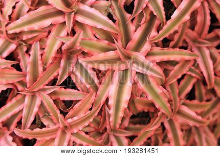 Top view of Pink Bromeliad plant as background.
