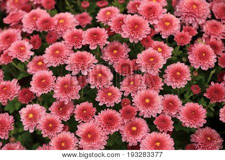 Top view of pink chrysanthemum flowers bouquet for background.