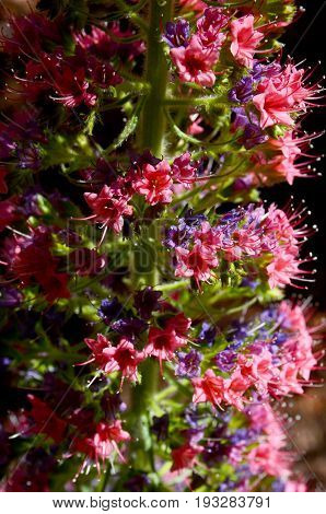Close up of Tajinaste flower (Echium wildpretii) growing in Teide National park,Tenerife,Canary Islands.Selective focus.