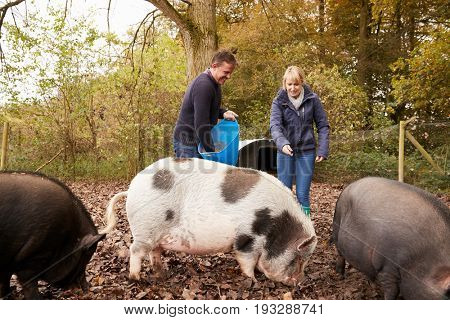 Mature Couple Feeding Rare Breed Pigs In Garden