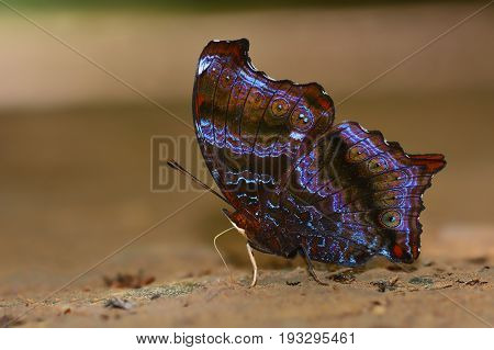 Beautiful Wizard Butterfly