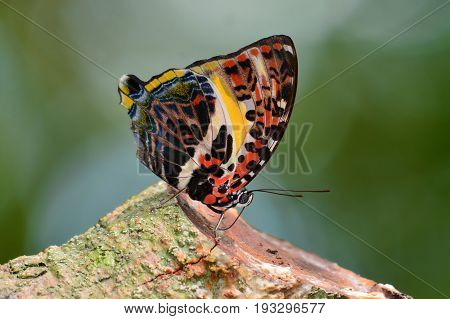 Glorious Begum Butterfly