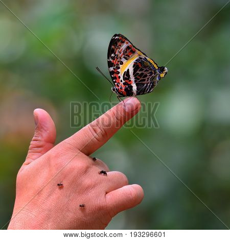 Glorious Begum Butterfly