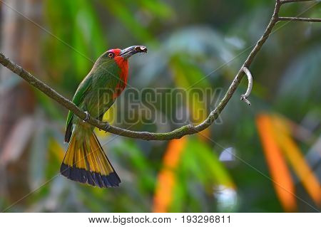 Red-bearded Bee-eater Bird