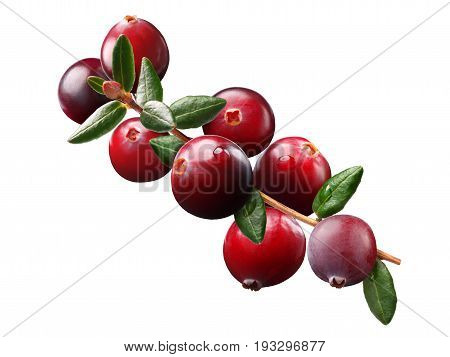 Cranberry Branch, Paths