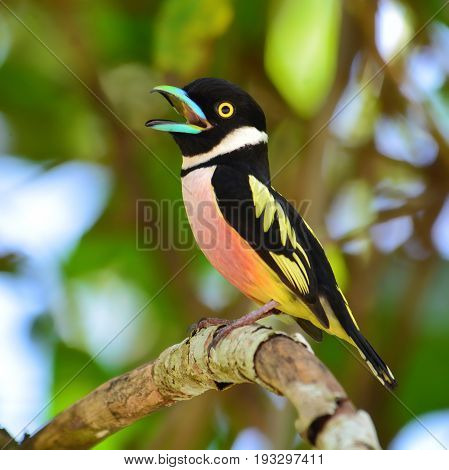 Black-and-yellow Broadbill Bird
