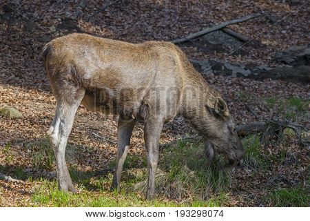 Alces alces - Moose, close up in nature