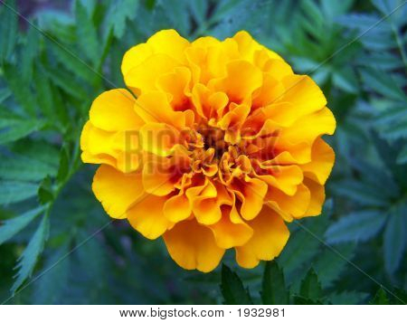 Bunte Marigold