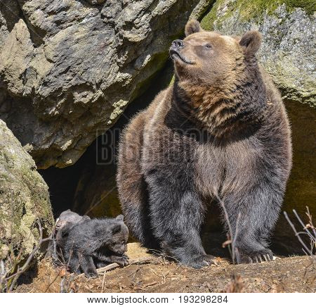 brown bear - female close up in natue