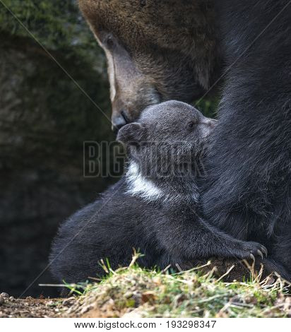 brown bear - mother and cub close up in natue