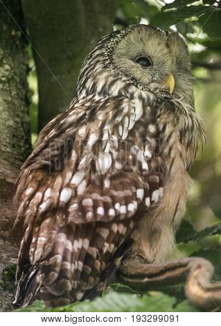 Strix uralensis - owl  - close up