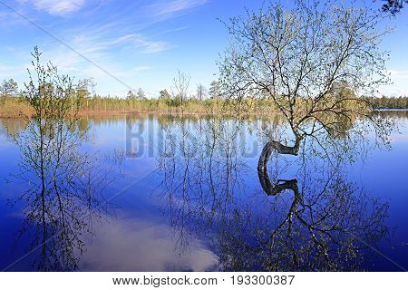 Siberian landscape: curved trunk of a birch in the middle of a flooded lake