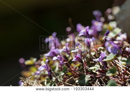 Clump Of Flowering Kenilworth Ivy Shallow Depth Of Field.