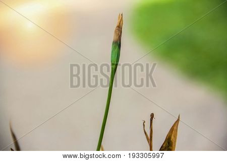 Closeup Flowers withered blurry background with sunrise