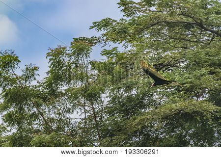 Scarvenger Bird Flying