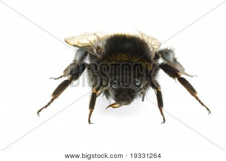 Hummel 