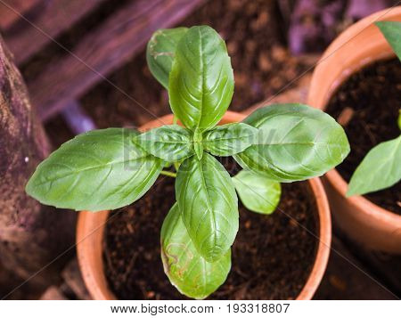 Small and grean Basil Plants in Pots