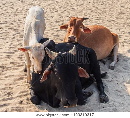 Cows on Palolem Beach in Goa, India