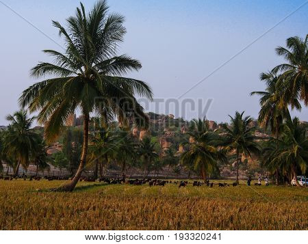 Golden rice field and granite mountain in Hampi, India