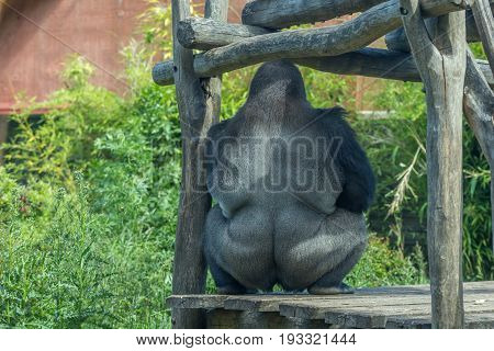 Huge Strong Male Silver Back Gorilla - Back Shot - On A Stand Made By Rustic Wood