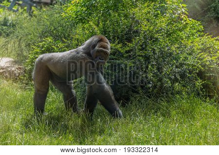 Great Gorilla Staring And Walking Looking Alert And Menacing Against A Bush Background
