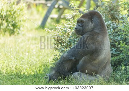 Male Silver Back Gorilla Sits And Poses Looking Beyond With Lordliness And Placidity With Green Tree