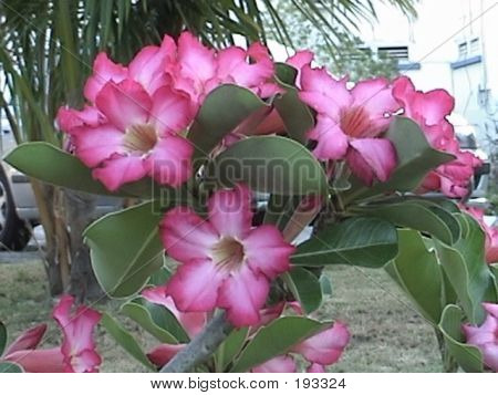 Fleur tropicale sauvage