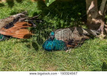 Female Peacock Under A Tree To Scape From The Sun