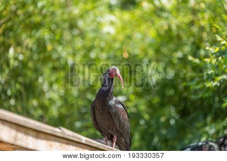 Northern Bald Ibis (geronticus Eremita) Spotted Outdoors On A Roof