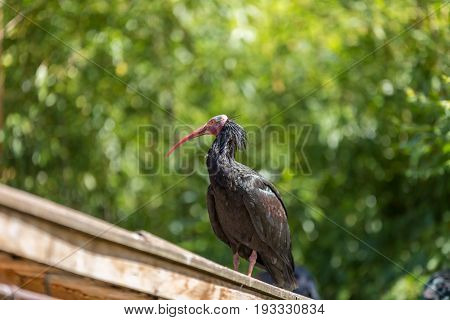 Northern Bald Ibis (geronticus Eremita) Spotted Outdoors On A Roof - Side View