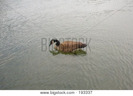 Canada Goose